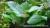 Гигрофила вишневолистная  Nomaphila sp. Сherry leaf