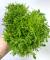 Перистолистник елочный, Уруть повейниковидная  Myriophyllum elatinoides