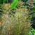 Перистолистник матогросский зеленый  Myriophyllum matogrossense Green