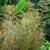 Перистолистник матогросский зеленый в горшке  Myriophyllum matogrossense Green