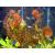 Перистолистник клубеньковый MMyriophyllum tuberculatum [M. indicum, M. tetrandum, M. spathulathum] | Цена: 400 | На складе 3 шт.