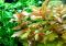 Ротала крупнотычинковая (пучок)  Rotala macrandra