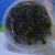 Ротала крупнотычинковая (пучок)  Rotala macrandra