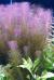 Ротала Валлиxа (пучок)  Rotala wallichii