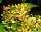 Ротала Красная (пучок)  Rotala sp. Red