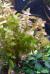 Бакопа каролинская  Bacopa caroliniana [B. amplexicaulis]