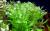 Бакопа каролинская  Bacopa caroliniana [B. amplexicaulis]