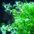 Бакопа каролинская в горшке MBacopa caroliniana [B. amplexicaulis] | Цена: 395 | На складе 6 шт.