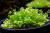 Хемиантус каллитриxоидес Куба в горшке  Hemianthus callitrichoides