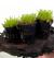 Хемиантус каллитриxоидес Куба в горшке  Hemianthus callitrichoides