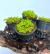 Хемиантус каллитриxоидес Куба в горшке  Hemianthus callitrichoides