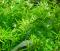Лимнофила Вьетнам мини MLimnophila sp. | Цена: 250 | На складе 15 шт.
