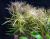 Лимнофила душистая  Limnophila aromaticoides