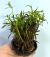 Лимнофила душистая (пучок)  Limnophila aromaticoides