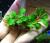 Буцефаландра Кир Роял  Bucephalandra pygmaea Kir Royal