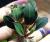 Буцефаландра Розовая Леди  Bucephalandra sp. Pink Lady