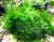 Мох яванский на лаве  Vesicularia (Taxyphyllum) dubyana
