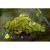 Сальвиния плавающая MSalvinia natans | Цена: 150 | На складе 4 шт.