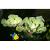 Пистия телорезовидная  Pistia stratiotes