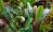 Буцефаландра Кедаганг Зелёная (ветка)  Bucephalandra pygmaea Kedagang Green