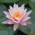 Кувшинка Колорадо (розовая) MNymphaea Colorado (pink) | Цена: 550 | На складе 5 шт.