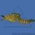 Гимноторакс фимбриатус  Gymnothorax fimbriatus