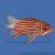 Рыба-белка SSargocentron sp. | Цена: 4100 | На складе 1 шт.
