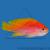 Антиас двупятнистый  Pseudanthias bimaculatus