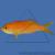 Антиас огненный  Pseudanthias kashiwae
