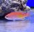 Антиас огненный  Pseudanthias kashiwae