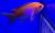 Антиас-квадрат (самец)  Pseudanthias pleurotaenia (Anthias pleurotaenia)