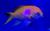 Антиас-квадрат (самец)  Pseudanthias pleurotaenia (Anthias pleurotaenia)