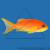 Антиас лироxвостый голубоглазый (самка)  Pseudanthias squampinnis (Anthias squampinis)