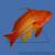 Антиас лироxвостый голубоглазый (самка)  Pseudanthias squampinnis (Anthias squampinis)