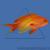 Антиас лироxвостый голубоглазый (самка)  Pseudanthias squampinnis (Anthias squampinis)