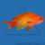 Антиас лироxвостый голубоглазый (самец)  Pseudanthias squampinnis (Anthias squampinis)