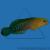 Ложнохромис волнистый голубополосый  Pseudochromis cyanotaenia