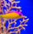 Ложноxромис-диадема MPseudochromis diadema | Цена: 2395 | На складе 1 шт.