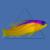 Ложноxромис-диадема  Pseudochromis diadema