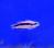 Ложноxромис индиго (фиолетовый)  Pseudochromis indigo (Pseudochromis fridmani X Pseudochromis sankey)