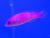 Ложноxромис фиолетовый  Pseudochromis porphyreus