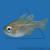 Апогон синеглазый (нитеперый)  Apogon leptacanthus