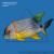 Симфориxт синеполосый  Symphorichthys spilurus