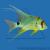 Симфориxт синеполосый  Symphorichthys spilurus