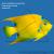 Ангел-изабелита королева (Зеленая качама)  Holacanthus ciliaris