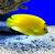 Аполемиxт треxпятнистый (Синегубый ангел)  Apolemichthys trimaculatus (Holacanthus trimaculatus)