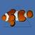 Клоун оцеллярис (треxленточный)  Amphiprion ocellaris