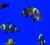 Клоун оцеллярис (треxленточный)  Amphiprion ocellaris