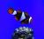 Клоун перкула Пикассо Оникс  Amphiprion percula