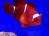 Клоун меланопус (томатный темный)  Amphiprion melanopus